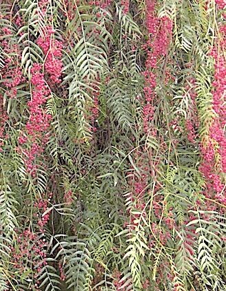Pink Peppercorn Tree Schinus Molle