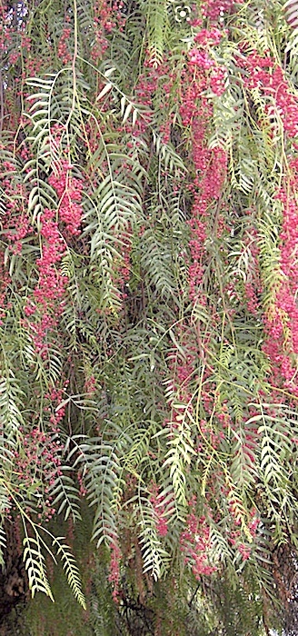 Pink Peppercorn Tree Schinus Molle