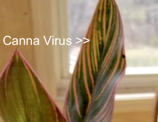 Canna virus streaking on the leaves