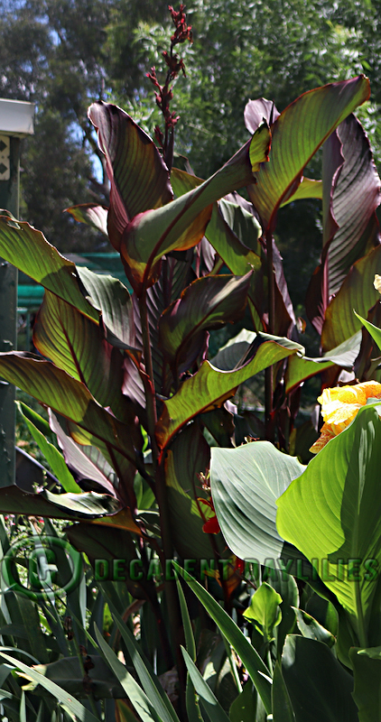 Giant canna lily