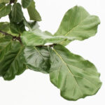 Fiddle leaf fig ficus lyrata leaves